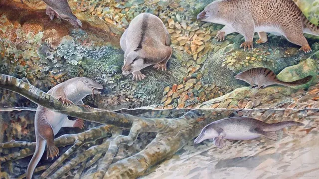 Shkencëtarët australianë zbulojnë 'echidnapus', krijesën e lashtë të çuditshme
