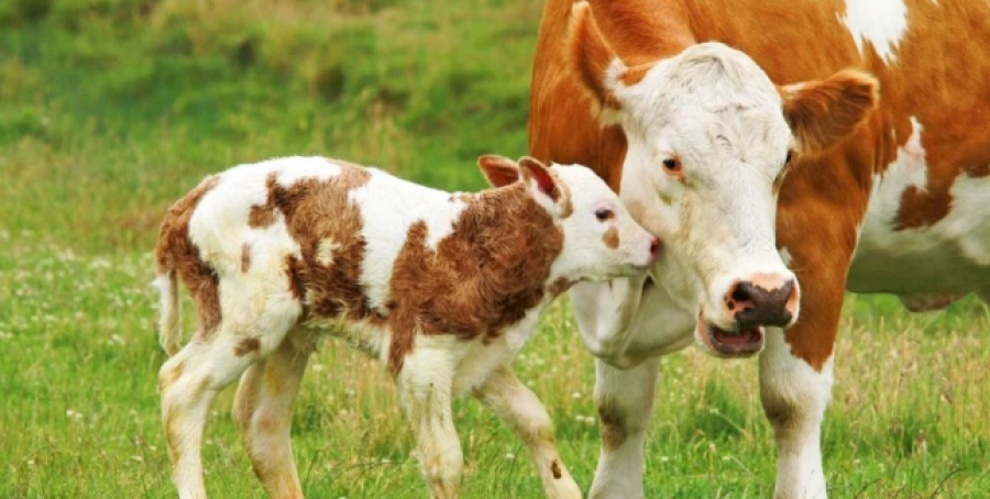 Studimi zbulon se lopët flasin dhe tregojnë dhembshuri ashtu si njerëzit