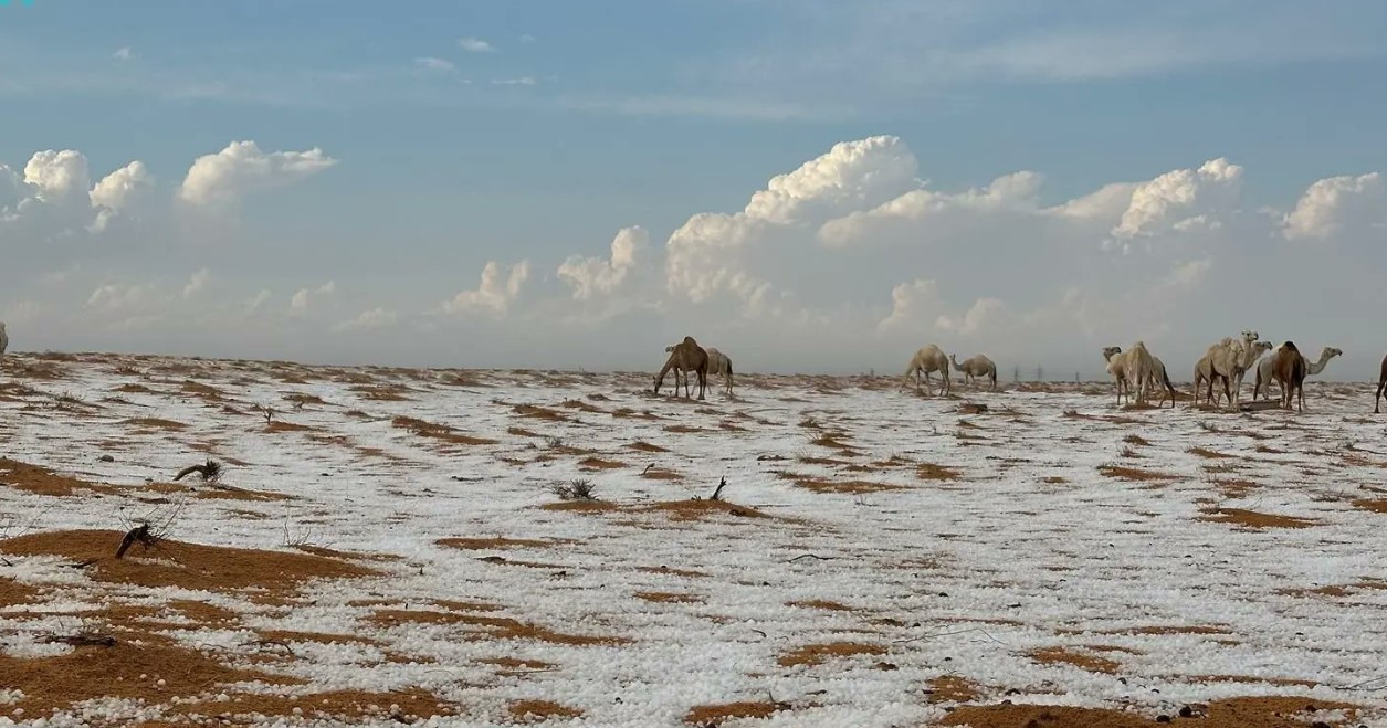 Pamje të rralla, bora mbulon shkretëtirën e Arabisë Saudite