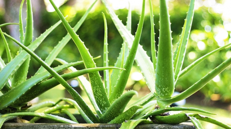 Mrekullitë e Përdorimit të Aloe Verës, njihuni me vlerat esenciale të saj