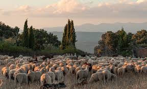 Speciale/ Blegtorët në udhëkryq, të zgjedhin kullotat apo emigrimin! Realiteti i trishtë i çobanëve që udhëhiqen nga pasioni (VIDEO)