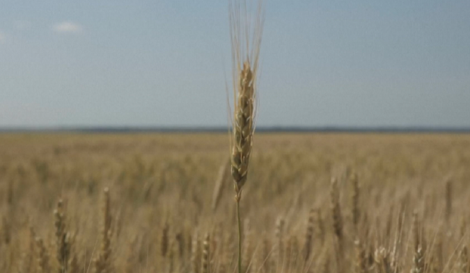 Pesticide të paligjshme në grurin ukrainas: Jo për tregun e BE, për vende të treta