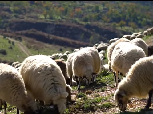 Murtaja e deleve, Shqipëria ndalon importin e kafshëve