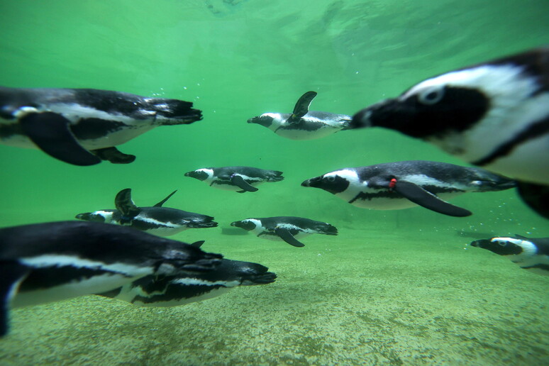 Afrika e Jugut ndalon peshkimin për të shpëtuar pinguinët