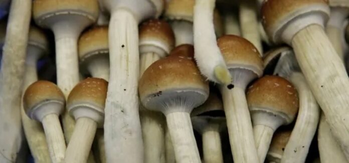 Australia do të legalizojë MDMA dhe kërpudhat “magjike” për përdorim mjekësor