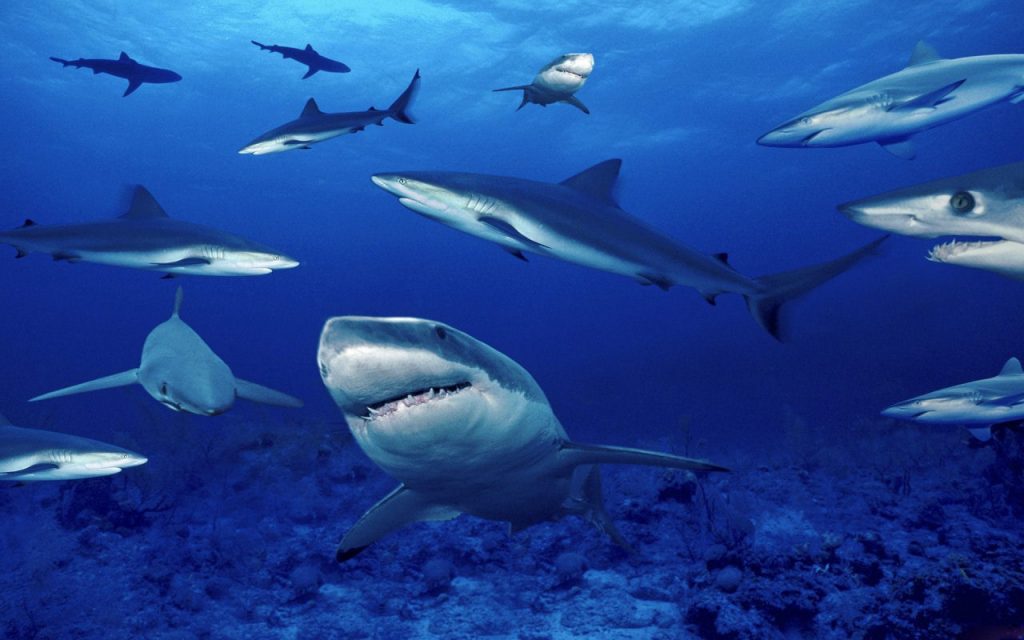 WWF: Të paktën 80 milionë peshkaqenë janë viktima të peshkimit çdo vit