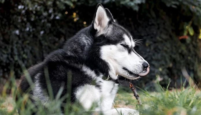 Qeni Husky ‘hero’, shpëton shtëpinë dhe lagjen nga një shpërthim gazi