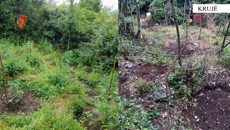 Gjenden 203 bimë kanabisi të kultivuara në fshatrat e Krujës, ende nuk dihen autorët