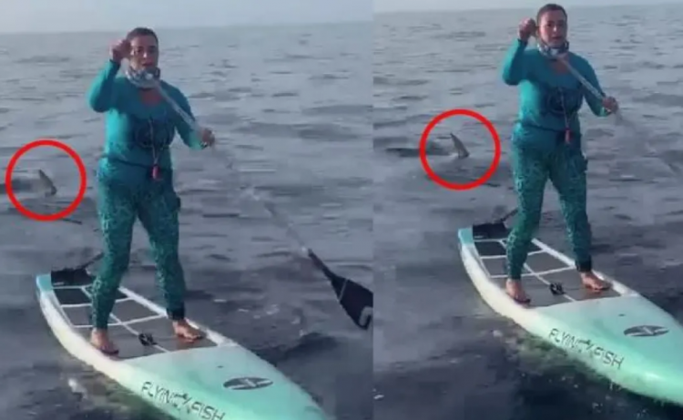  Ruajti qetësinë, gruaja i shpëton peshkaqenit teksa bënte sërf