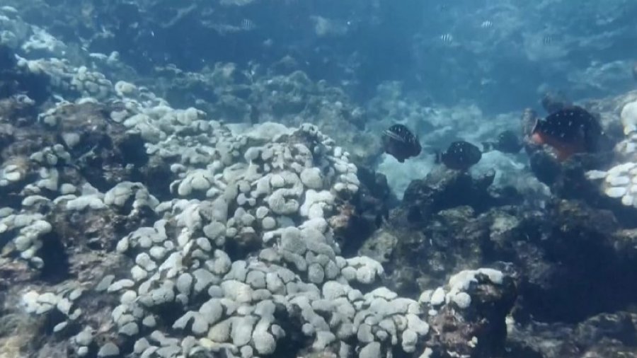 Zbardhen koralet në Florida, temperaturat e larta të ujit po shkatërrojnë jetën ujore
