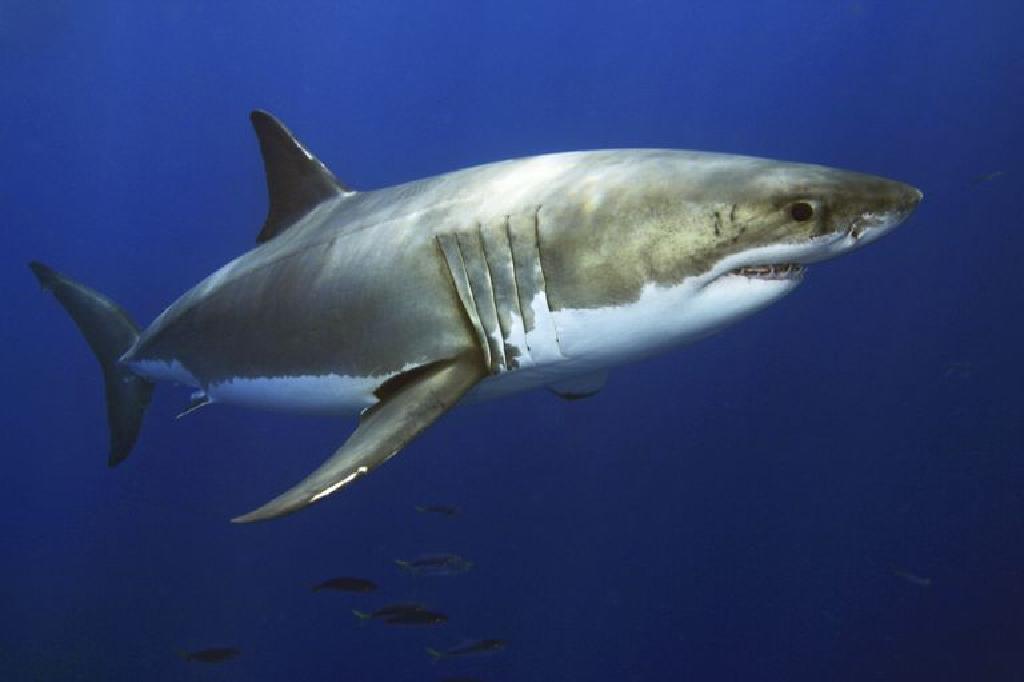 Sa kilometra noton në ditë një … peshkaqen?!