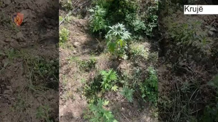 “Territor i pastër”/ Zbulohet sërish drogë në zonën e Krujës, asgjësohen 362 bimë kanabisi