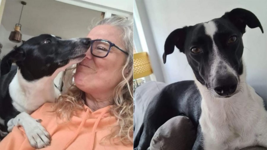55-vjeçarja zbulon që ishte me kancer falë qenit, veprimi i tij i papritur i shpëtoi jetën