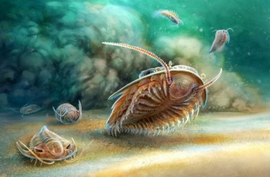 Zbulohet një krijesë deti 500-milionë vjeçare