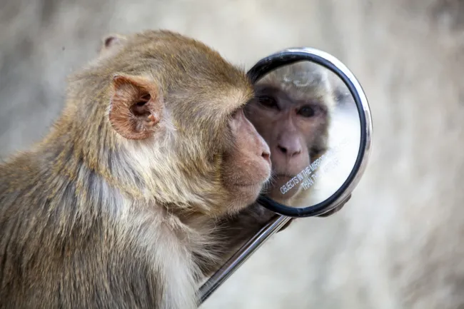 Cilat kafshë mund ta njohin veten në pasqyrë?