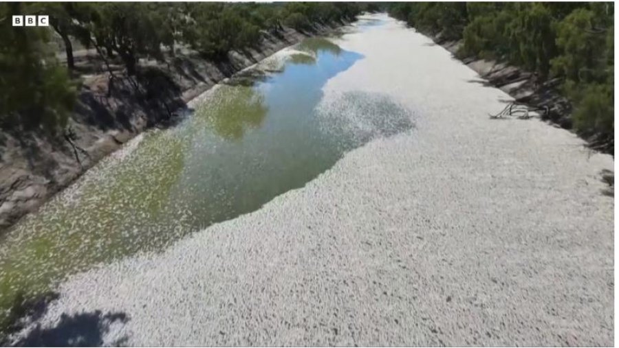 Miliona peshq të ngordhur “pushtojnë” një lumë në Australi