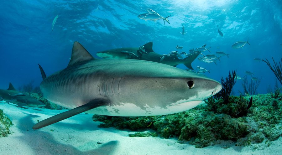 Studiuesit përdorin peshkaqenët tigër për zbulime shkencore në oqean dhe këto janë rezultatet