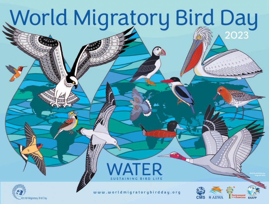 Dita Ndërkombëtare e Zogjve Shtegtarë
