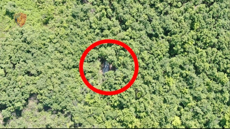 Zbulohet sera me 3000 fidanë kanabis në mes të një pylli në Lezhë, arrestohen dy persona