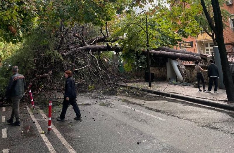 Rrëzohet pema në zonën e ish-Bllokut nga moti i keq, bllokohet rruga