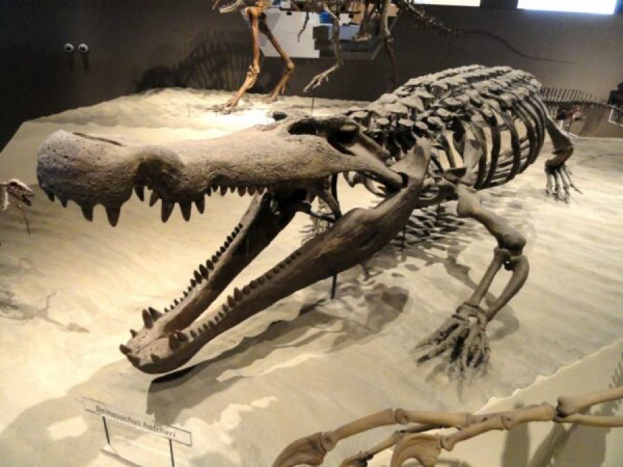 Zbulohet iktiosauri, zvarraniku më i madh detar i njohur deri më sot