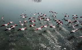 Flamingot pushtojnë Nartën! Turistët shijojnë spektaklin e rrallë në lagunën e njohur të Vlorës