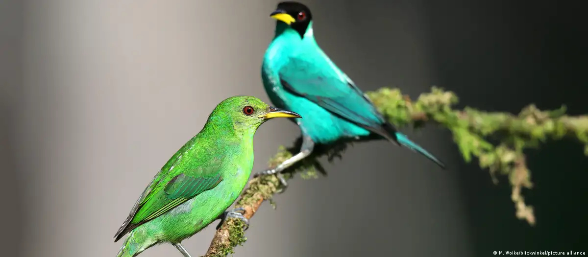Zogu i rrallë gjysmë femër gjysmë mashkull filmohet në natyrë pas 100 vitesh