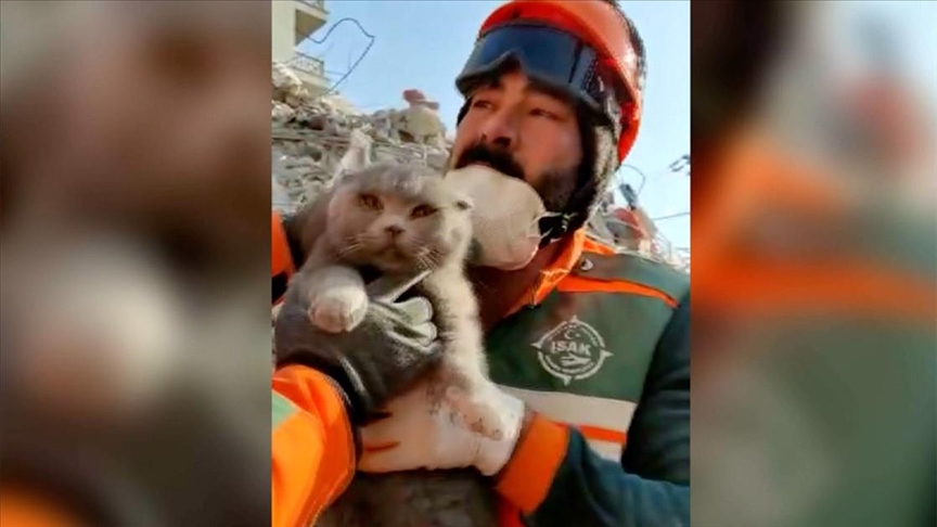 Türkiye, një mace shpëtohet nga rrënojat 153 orë pas tërmetit