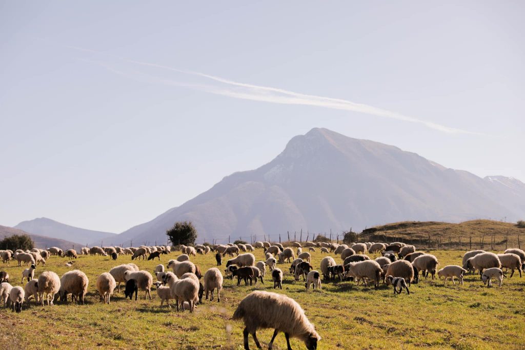Blegtori nga Tepelena zgjeron fermën, mbështetje nga Skema Kombëtare e Bujqësisë