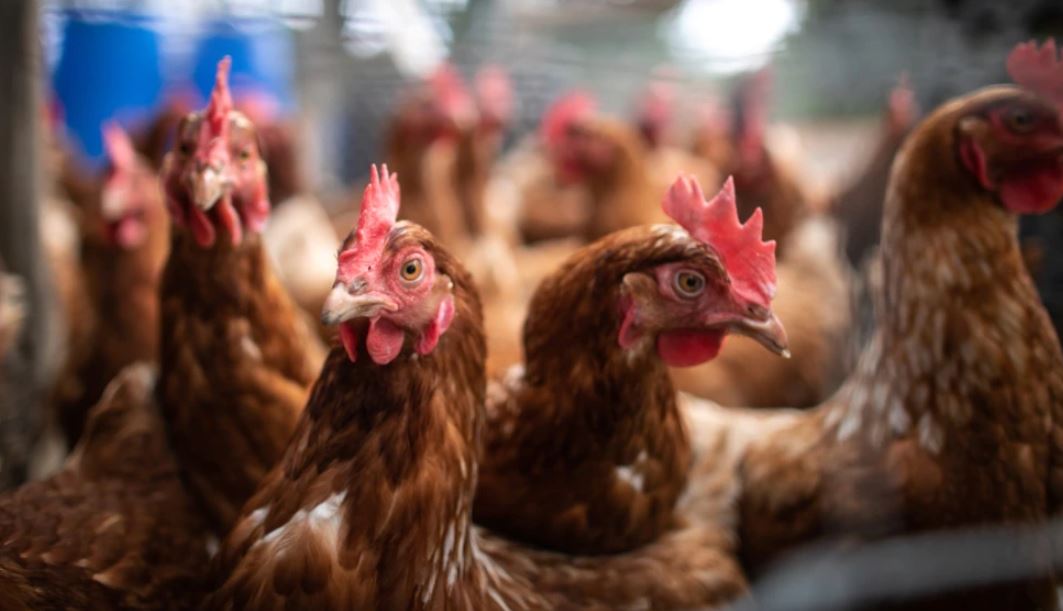 Shpërthen gripi i shpendëve/ Gjysmë milioni pula do të vriten në Japoni