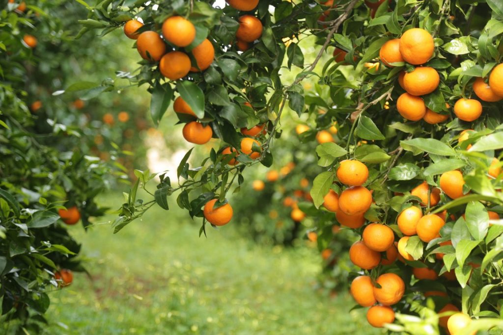 Konispoli prodhon 60 mijë ton mandarina, bie çmimi! Fermerët: E shesim me 37 lek/kg, po dalim me humbje! Bashkia: Morën subvencione për naftën