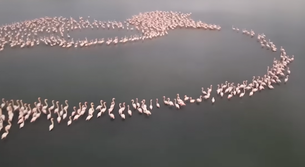 Flamingot “pushtojnë” lagunën e Karavastasë, Rama: Bukuria e zonave tona të mbrojtura