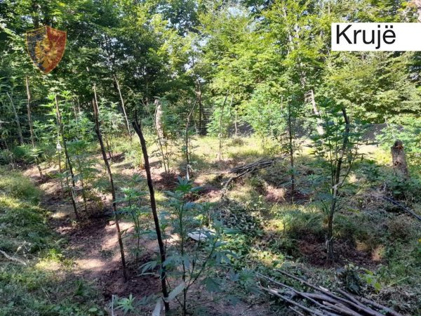 Zbulohet sërish drogë në fshatrat e Krujës, asgjësohen 14 330 rrënjë kanabisi