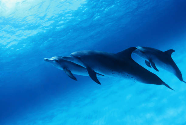 Si e gjejnë delfinët prenë në thellësi?