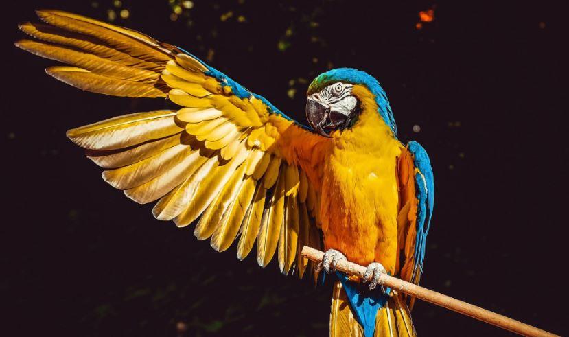 “Dëshmia” e papagallit i dërgoi vrasësit në burgim të përjetshëm