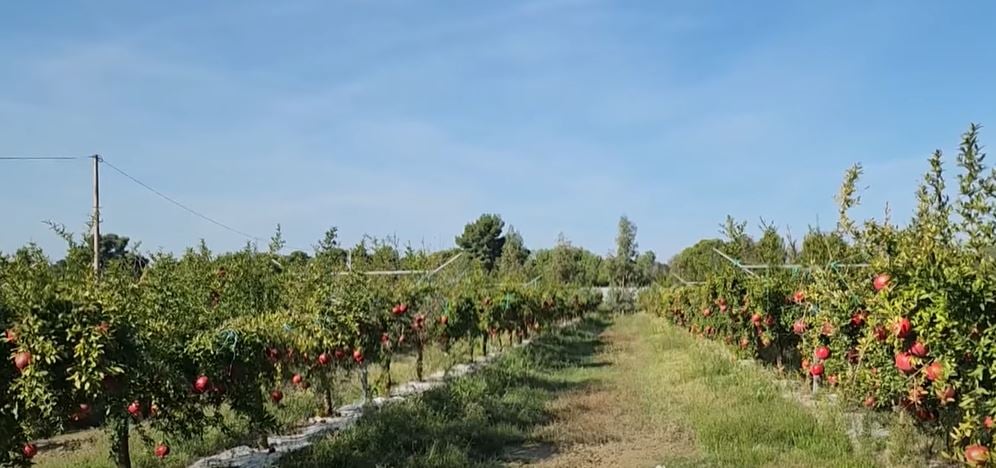 Eksporti i shegës, fermerët në Fier i shesin produktet në Hungari dhe Çeki