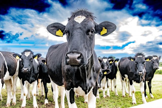 Qumështi i lopës në Shqipëri mbetet më i shtrenjti në Europë, rriten 33% importet që nga janari