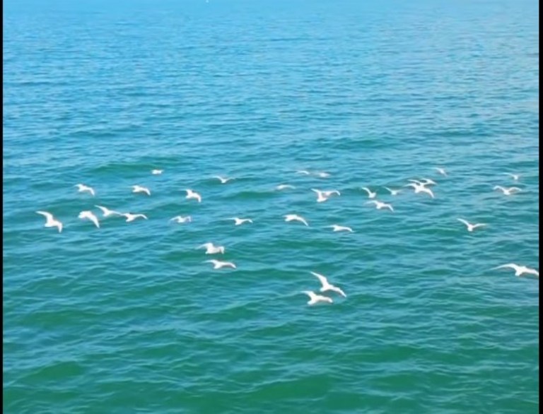 Kumbaro: Pamje të mrekullueshme të pulëbardhave kokëzezë në liqenin e Shkodrës