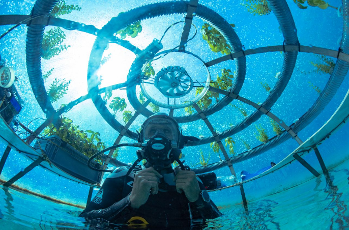 “Kopshti i Nemos”, sistemi i parë në botë i kultivimit nënujor të bimëve tokësore