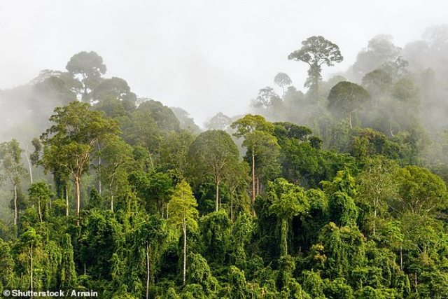 U shfarosën 40 mijë km2 pyje/ Studimi për 2023: Shpyllëzimi shkatërroi zona të paprekura. Ekspertët ngrenë alarmin