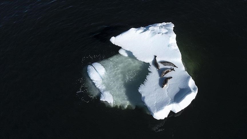 Shtresat e akullit që shkrihen në Antarktik, mund të zhduken më shpejt sesa pritet
