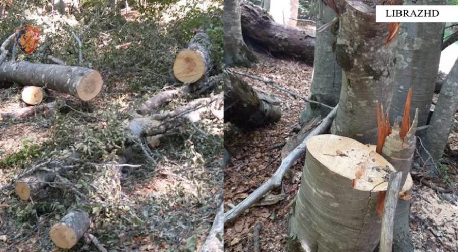 U kapën duke prerë pemë në parkun kombëtar ‘Shebenic’, vihen në pranga dy shtetas