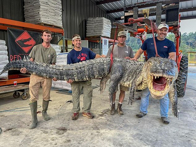 Krokodili gjigand thyen rekordin në Mississippi