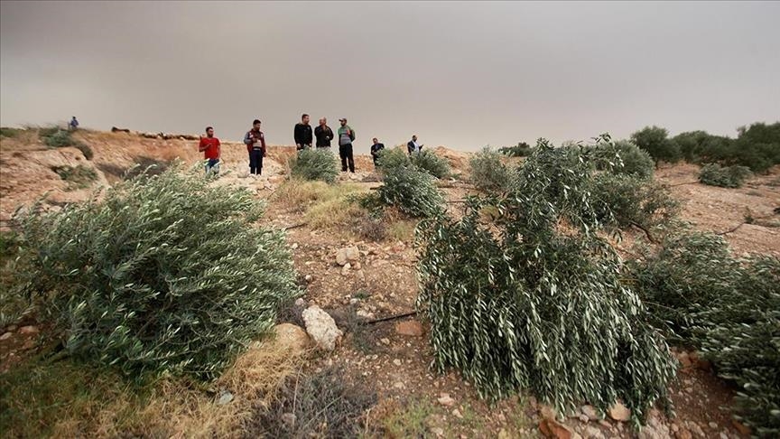 Kolonët hebrenj shkatërruan qindra pemë ulliri dhe bajame të fermerit palestinez në Bregun Perëndimor
