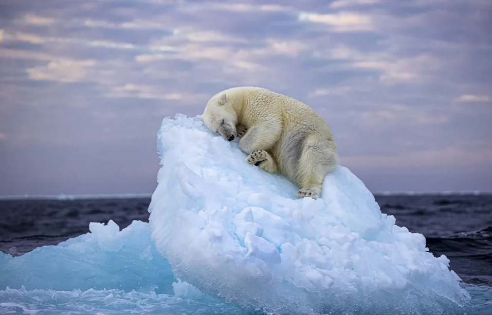 Ariu që fle në ajsberg merr çmimin e Fotografisë së Vitit për botën e egër