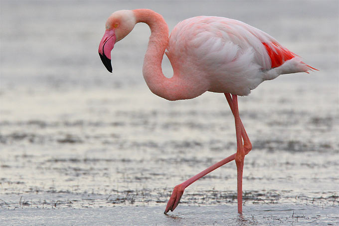 Kopshti zoologjik i Berlinit në ”zi” për Ingon, flamingon 75-vjeçar!