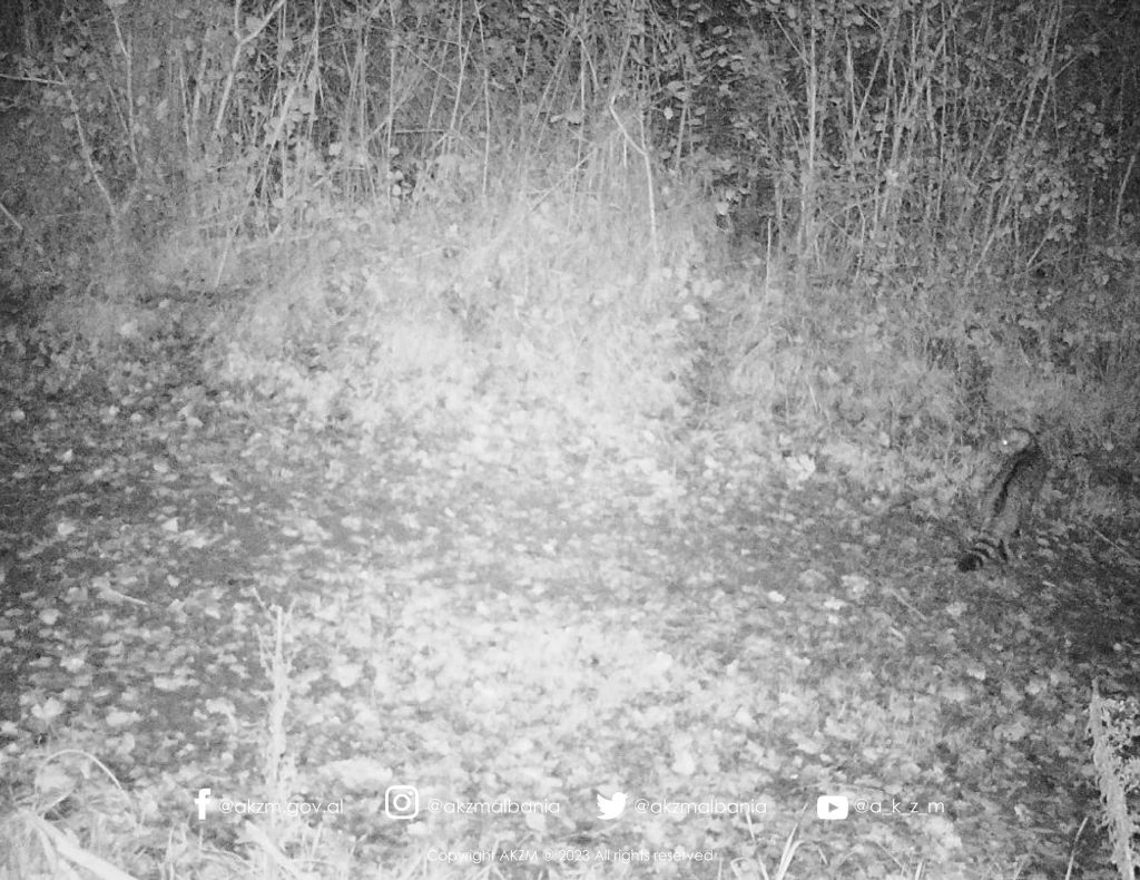Macja e egër, dokumentohet për herë të parë në “Divjakë-Karavasta”