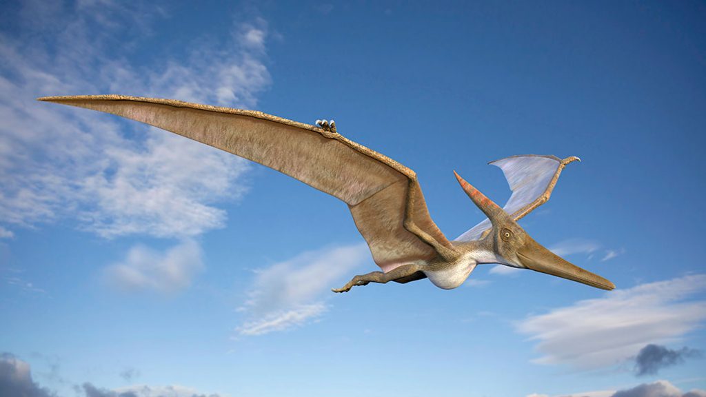 Eshtra 100 milionë-vjeçare të gjetura në Australi, zbulojnë specie të reja pterosaurësh