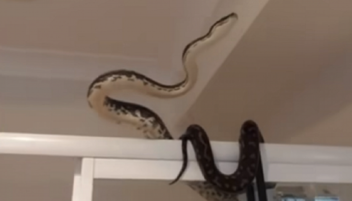 Australiani tmerrohet kur shikon gjarprin 3 metra të gjatë mbi kabinën e dushit