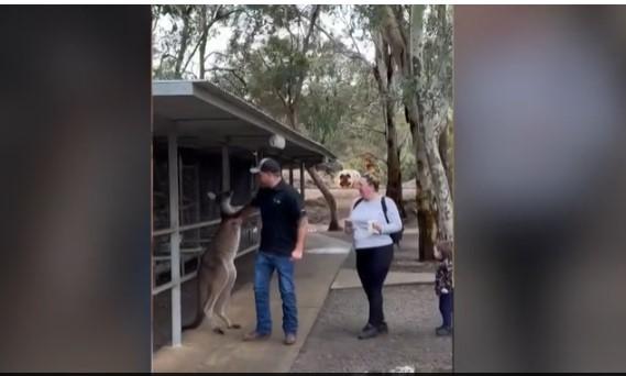 Turisti lufton me kangurin e egër në Australi